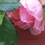 Venice Sanella Guest house *