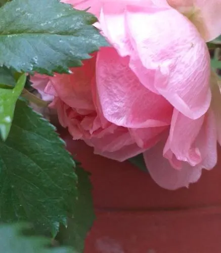 Venice Sanella Vendégház *